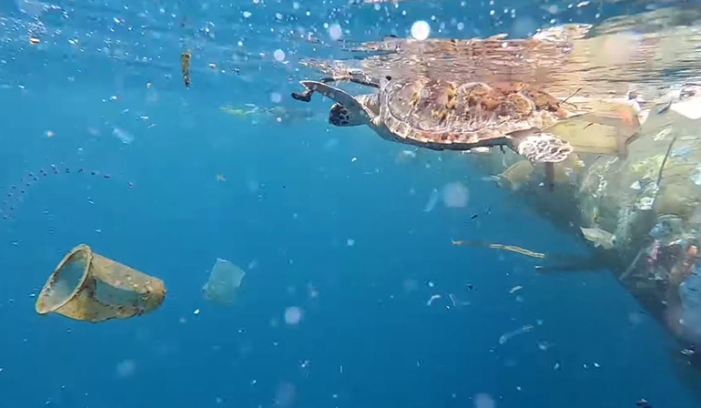 Plastic Pollution in Our Oceans