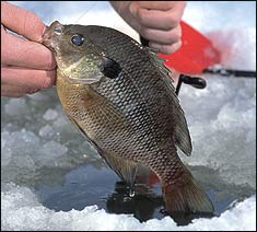5 More Lakes for Hoosier Hardwater Anglers
