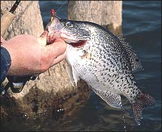 Best Winter Crappie Waters in Mississippi