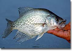 Lipless Crankbaits for Spring Crappie - Game & Fish