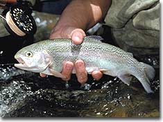 Coping With Black Hills Trout