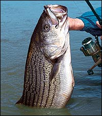 Stripers Or Wipers? - Game & Fish