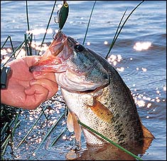 Is This Eastern Iowa's Best Bass Water?