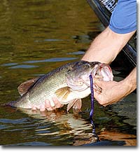 Bass Secrets of Fishing Creek Lake