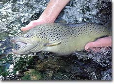 Trout Fishing the South Fork Holston &amp; Doe Rivers