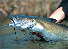 Missouri's Record Catfish