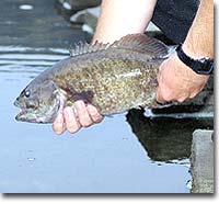 Three Great Floats for South Fork of the Shenandoah Smallmouths