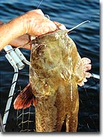 Kentucky's Underrated Catfish Hotspots