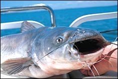 Trophy cat: Brookhaven man hauls in humpback blue catfish using
