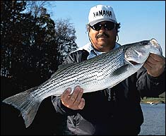 Hot Winter Stripers at Anna &amp; Buggs