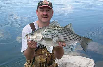 Are Hybrid Striped Bass Right for Your Pond?