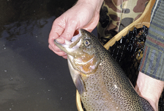 Trout Fishing Hotspots In The Garden State