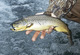 Maryland-Delaware 2007 Trout Forecast