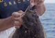 Maryland-Delaware Summer Flounder Picks