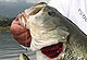 Southern Cal's Best Swimbait Bass Lakes