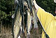 Lower Chattahoochee Catfish Action