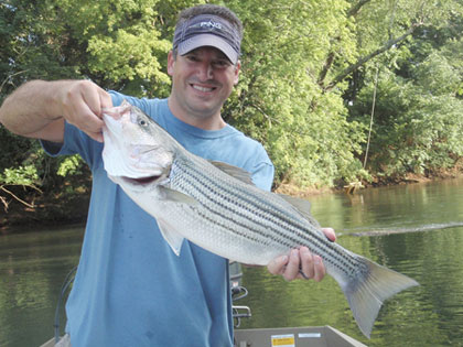 Georgia's Striped Bass Roundup