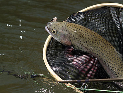 5 Great New York Trout Streams - Game & Fish