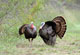Spring Tactics For Oklahoma Turkeys