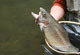 Pennsylvania's 2011 Spring Trout Fishing Outlook