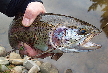 Washington's Triploid &amp; Trophy Trout Spring 2011 Report