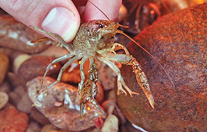 Crayfish: What Better Spring Bait For Bass?