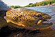 High Water Trout Tactics