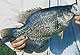 Catching The 'Middle' Crappie
