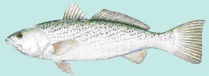 Saltwater Best Bets: 5 Favorite Carolina Fish