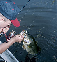 Iowa Bass -- Big Or By The Numbers?