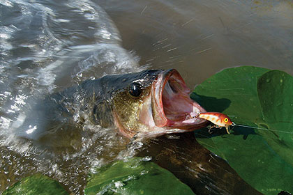 Small Waters For Lunker Largemouths