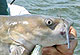Drift-fishing Tactics For Indiana Catfish