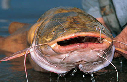 Morris 'Indiana' Johnson -- Ohio River Catfish Expert