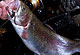 6 Prime Spring Trout Picks In Kentucky