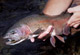 Cumberland River Trophy Trout