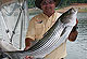 Lake Cumberland's Trophy Striper Fishery