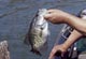 The Bayou's Best For Spring Crappie