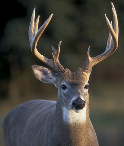 Louisiana's Top Deer Hunting WMAs