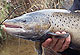 Our Hottest Winter Trout Rivers