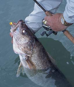 8 Great Options For The Walleye Opener