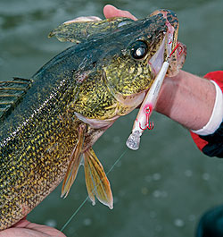 4 Picks For Southern Minnesota Walleyes - Game & Fish