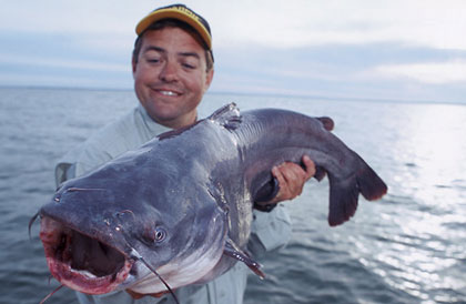 Catfish: Regulations  Missouri Department of Conservation