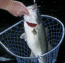Largemouth Options In Mississippi
