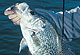 The Tar Heel State's Border Crappie