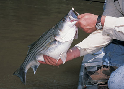 Striper fishing -BIGGER STRIPED BASS come off FLOATS! Float basics