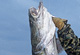 Cape Fear's Summer Catfish -- Get 'em Now!