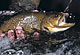 New England's 2006 Trout Forecast