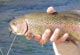 New York&apos;s 2007 Trout Forecast