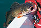 Hotspots For Spring Walleyes