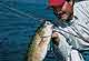 Hotspots For Niagara River Spring Bass